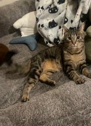 Lost Male Cat last seen Pawnee Court, Indianapolis, IN 46235