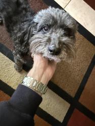 Lost Male Dog last seen Ocean View Hills School, San Diego, CA 92154