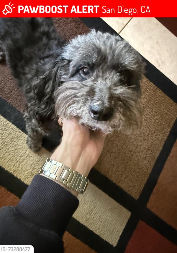 Lost Male Dog last seen Ocean View Hills School, San Diego, CA 92154
