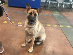Shelter Stray Male Dog last seen , 14409 Vanowen St, Van Nuys, CA 91405, USA
