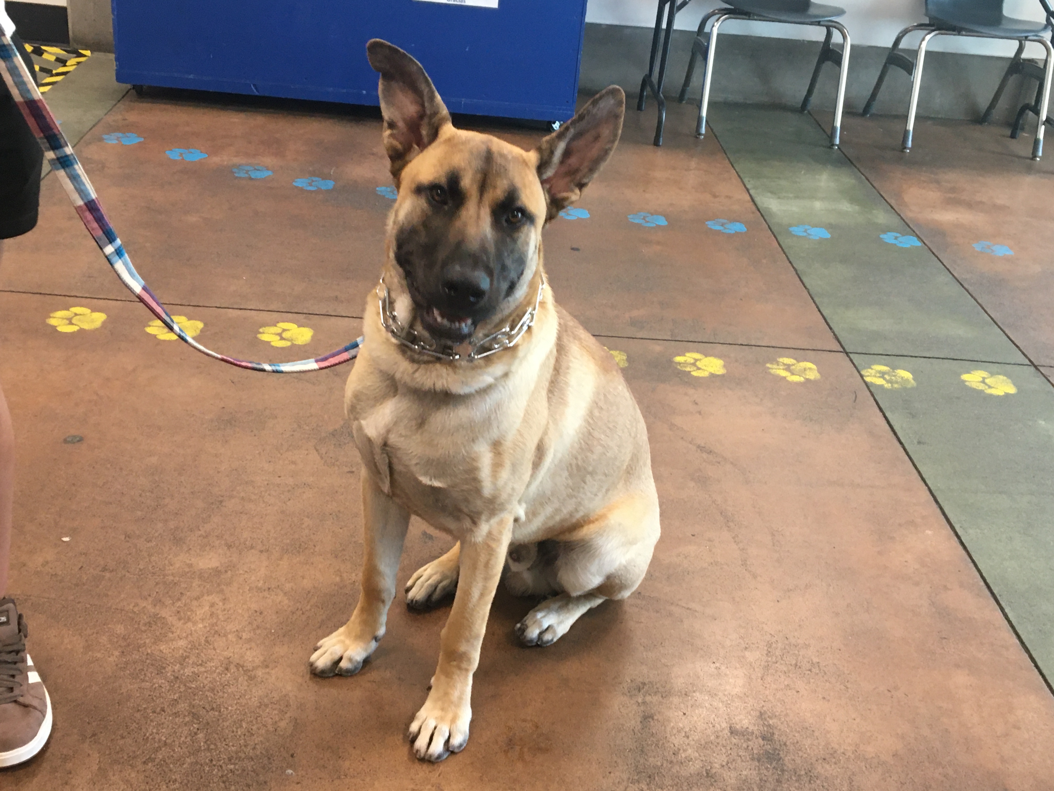 Shelter Stray Male Dog last seen , 14409 Vanowen St, Van Nuys, CA 91405, USA