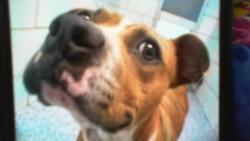 Shelter Stray Female Dog last seen CHARLOTTE, 8315 Byrum Dr, Charlotte, NC 28217, USA