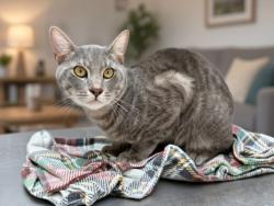 Shelter Stray Male Cat last seen , 957 N Gaffey St, San Pedro, CA 90731, USA