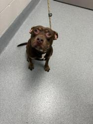 Shelter Stray Male Dog last seen Near, 2600 S Harding St, Indianapolis, IN 46221, USA