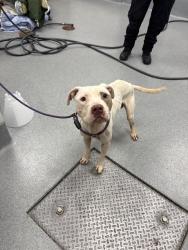Shelter Stray Male Dog last seen Near, 2600 S Harding St, Indianapolis, IN 46221, USA