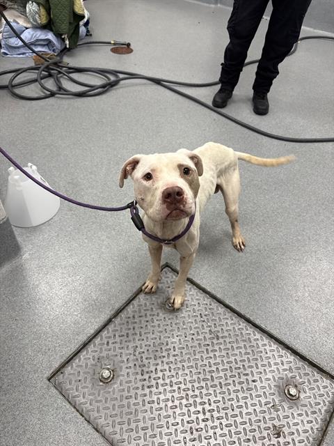 Shelter Stray Male Dog last seen Near, 2600 S Harding St, Indianapolis, IN 46221, USA