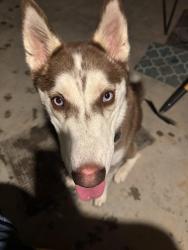 Found/Stray Female Dog last seen 45th Lane and W Melody Drive, Phoenix, AZ 85339