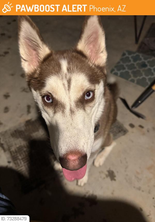 Found/Stray Female Dog last seen 45th Lane and W Melody Drive, Phoenix, AZ 85339