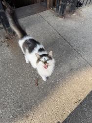 Reunited Female Cat last seen w cullerton st & s oakley ave, Chicago, IL 60608