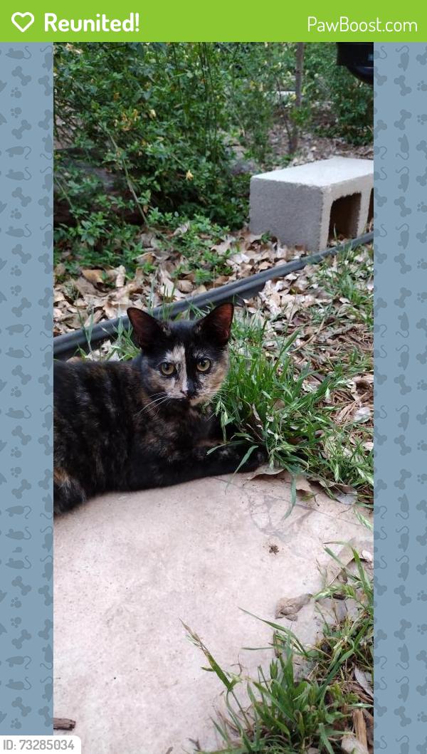 Reunited Female Cat last seen Del Sol, across from Mendez Elementary, San Marcos, TX 78666