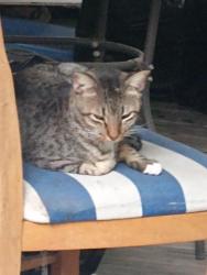 Lost Male Cat last seen Princes m art, Bryan, TX 77803