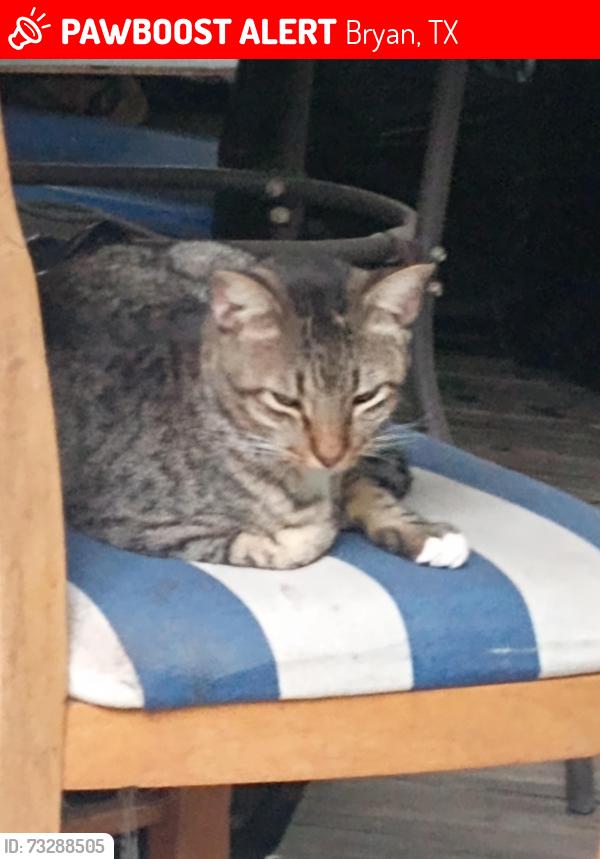 Lost Male Cat last seen Princes m art, Bryan, TX 77803