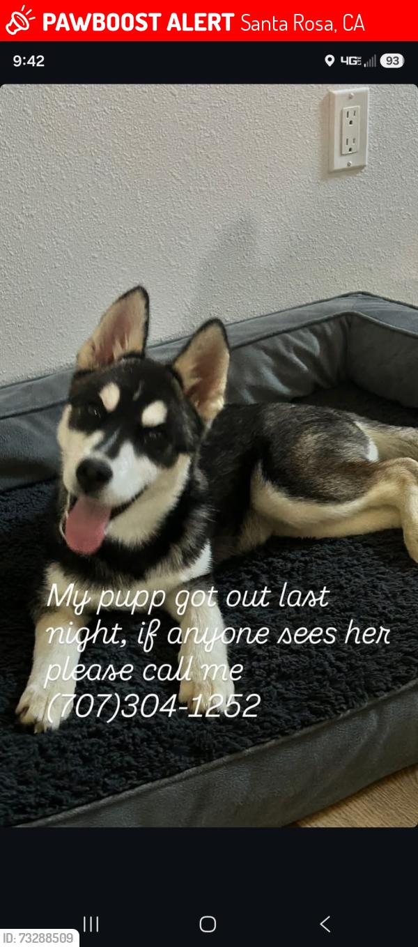 Lost Female Dog last seen Chanate road & Mendocino Ave, Santa Rosa, CA 95404