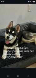 Lost Female Dog last seen Chanate road & Mendocino Ave, Santa Rosa, CA 95404