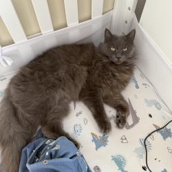 Lost Male Cat last seen Near snell street, Holbrook, MA 02343