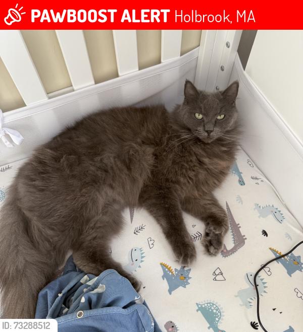 Lost Male Cat last seen Near snell street, Holbrook, MA 02343