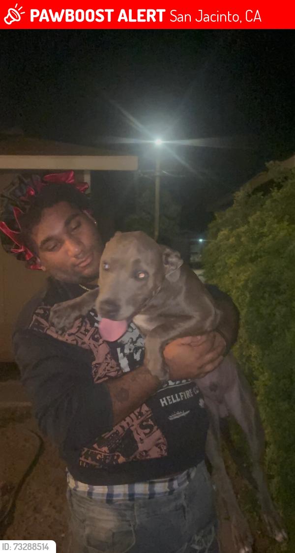 Lost Male Dog last seen State Victoria, San Jacinto, CA 92583