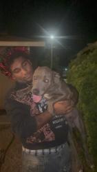 Lost Male Dog last seen State Victoria, San Jacinto, CA 92583