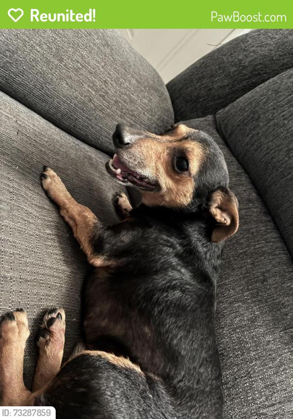 Reunited Male Dog last seen Berry and Reed St, Fort Worth, TX 76119