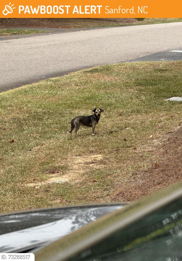 Found/Stray Female Dog last seen Pinehurst medical walk in clinic, Sanford, NC 27330