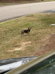 Found/Stray Female Dog last seen Pinehurst medical walk in clinic, Sanford, NC 27330