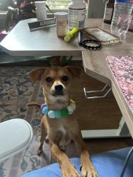 Reunited Male Dog last seen Liberty Village, San Antonio, TX 78227