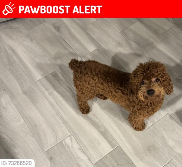 Lost Male Dog last seen Northdale, Greater Northdale, FL 33624