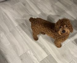 Lost Male Dog last seen Northdale, Greater Northdale, FL 33624
