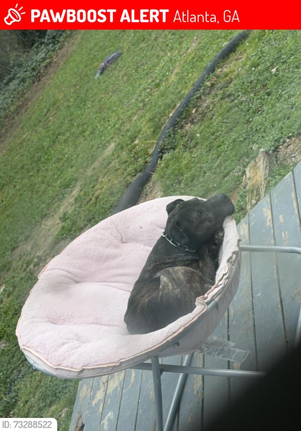 Lost Male Dog last seen Atlanta ga, Atlanta, GA 30345