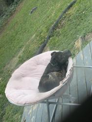 Lost Male Dog last seen Atlanta ga, Atlanta, GA 30345