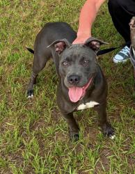 Reunited Female Dog last seen Deltona blvd, Spring Hill, FL 34608