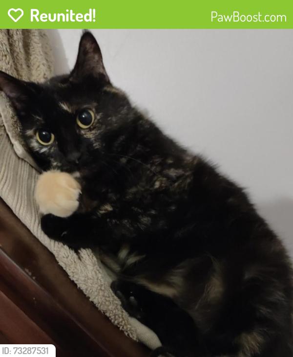 Reunited Female Cat last seen Indianola avenue and 7th avenue, Columbus, OH 43201