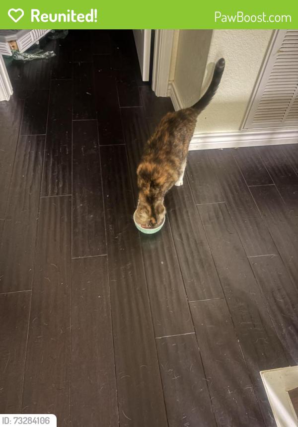 Reunited Female Cat last seen Elley crossings, New Braunfels, TX 78130