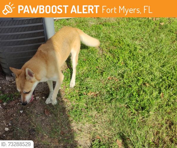 Found/Stray Female Dog last seen Palm beach blvd, Fort Myers, FL 33901