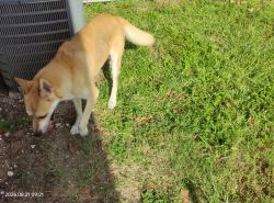 Found/Stray Female Dog last seen Palm beach blvd, Fort Myers, FL 33901