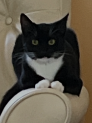 Lost Male Cat last seen Eastwood and Cardinal, Wilmington, NC 28405