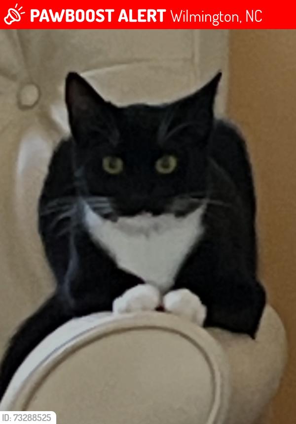 Lost Male Cat last seen Eastwood and Cardinal, Wilmington, NC 28405
