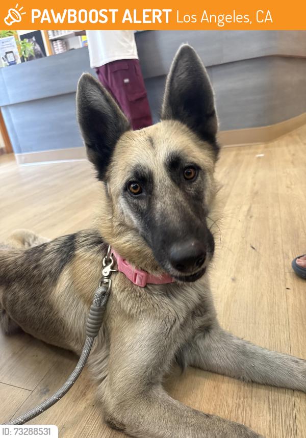 Found/Stray Female Dog last seen E 15th street and mateo, Los Angeles, CA 90012