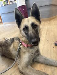 Found/Stray Female Dog last seen E 15th street and mateo, Los Angeles, CA 90012