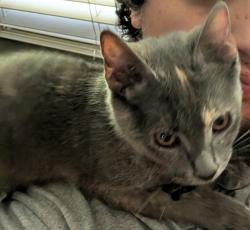 Lost Female Cat last seen Georetown and oneil, Clayton, NC 27520