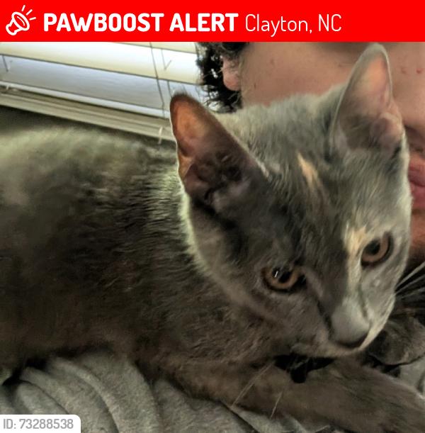 Lost Female Cat last seen Georetown and oneil, Clayton, NC 27520