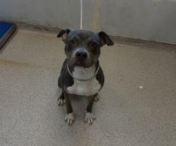 Shelter Stray Male Dog last seen Near Baycheseter Avenue, BRONX, NY, 10466, 326 E 110th St, New York, NY 10029, USA