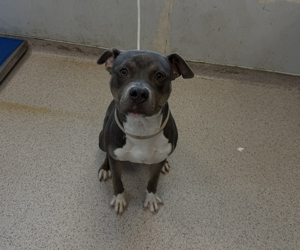 Shelter Stray Male Dog last seen Near Baycheseter Avenue, BRONX, NY, 10466, 326 E 110th St, New York, NY 10029, USA