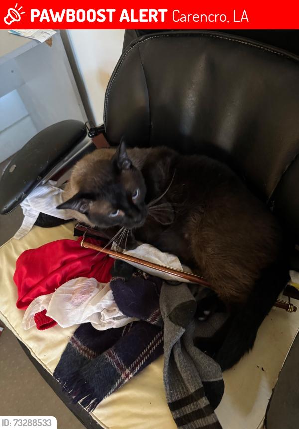 Lost Male Cat last seen Round about mills and Gloria switch, Carencro, LA 70520