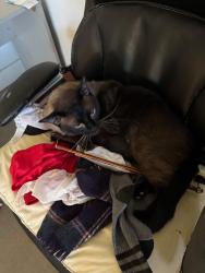 Lost Male Cat last seen Round about mills and Gloria switch, Carencro, LA 70520