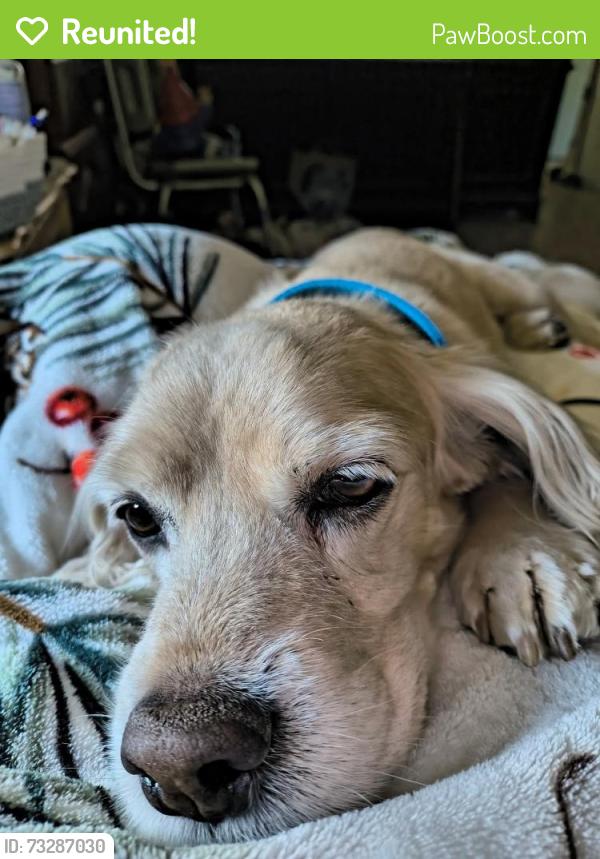 Reunited Male Dog last seen NE 22nd CT, Ocala, FL 34479