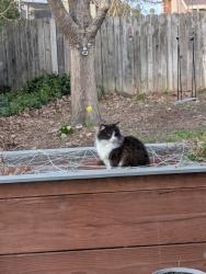Lost Female Cat last seen Flanders, Sacramento, CA 95842