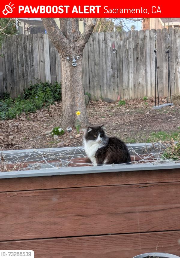 Lost Female Cat last seen Flanders, Sacramento, CA 95842