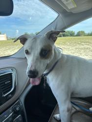 Found/Stray Female Dog last seen Tropicana parkway west, Cape Coral, FL 33990