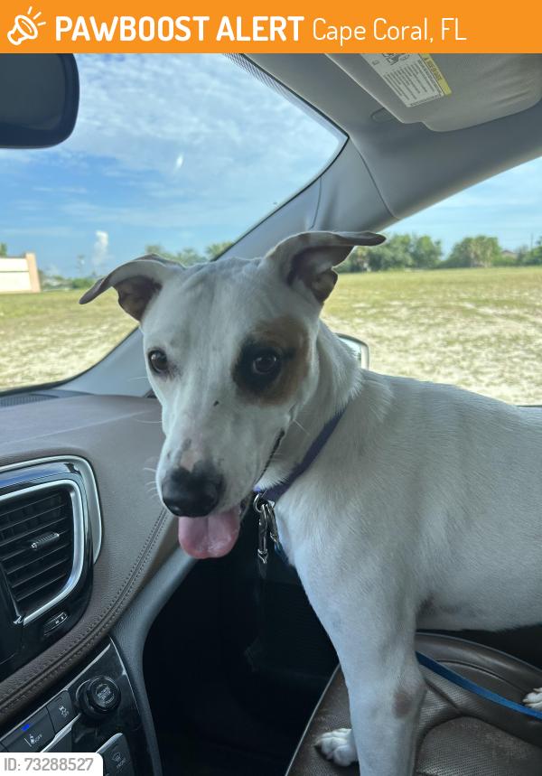 Found/Stray Female Dog last seen Tropicana parkway west, Cape Coral, FL 33990